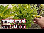 Nagdon plant for Use|Nagdon plant for piles| bavasir jad se khatam karen| बवासीर का पौधा