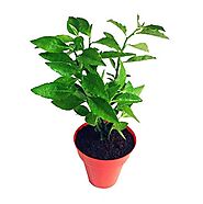 Modern Plants Live Naagdon/Nagdon Medicinal Plant With Pot