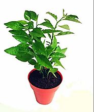 Plants Live Naagdon/Nagdon Medicinal Plant With Pot at Rs 8/piece | Medicinal Plant | ID: 20822654588