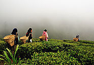 Munnar Tour Package, Hill Station Tour Package Munnar, Holidays in Munnar | Holidays At India