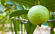 Health Benefits of Guava, Fruit & Leaves – Online Pharmacy, Online Medical Store, Healthcare Products