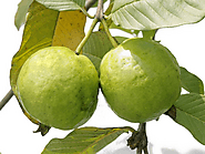 Health Benefits of Guava, Fruit & Leaves - JustPaste.it