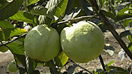 Health Benefits of Guava, Fruit & Leaves | Bloggalot.com