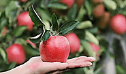 Health Benefits of Apple – Online Pharmacy, Online Medical Store, Healthcare Products
