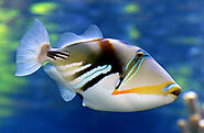 Picasso Triggerfish