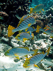 Oriental Sweetlips