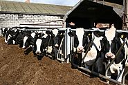 How to manage a dairy farm?