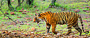 Ranthambore Tour Packages - Book Now & Enjoy