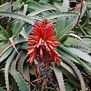 Importance of Aloe Arborescens Miller