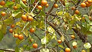 कजरा / कुचला (Strychnos nux-vomica) के पारम्परिक उपयोग - Vindhyan Ecology and Natural History Foundation