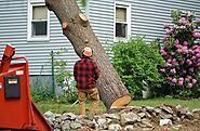 How to Choose the Right Tree Removal Service for Your Needs