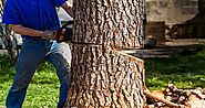 5 Factors To Consider In Choosing A Tree Service Company