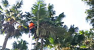 What To Consider When Removing Palm Trees From Your Property