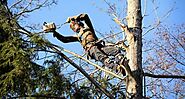 Adelaide's Green Makeover: Seamless Tree Removal Solutions - J&B Tree Services