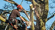 The Ultimate Guide to Tree Removal in Adelaide