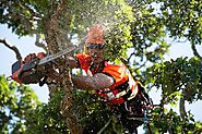 5 Questions to Ask Your Arborist Before a Tree Service in Adelaide