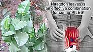 Naagdon leaves to cure piles related issues effectively! – GAHOIMUMBAI
