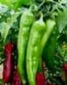 About Us : The Hatch Chile Store - Fresh hatch green chile from Berridge Farms