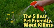 Top 5 Best Picks for Pet Friendly Lawn Weed Killers - Dog Endorsed