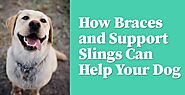 How Braces and Support Slings Can Help Your Dog - Dog Endorsed
