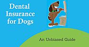 Do you want to know the best dental insurance for dogs? - Dog Endorsed