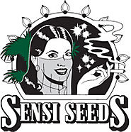 Sensi Seeds - Cannabis Seed Bank