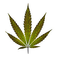 Marijuana: Facts About Cannabis