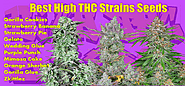 Best High THC Strains Seeds in 2022 - cannabis-md.com