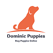 Place to Buy Puppies Near Me - Dominic Puppies