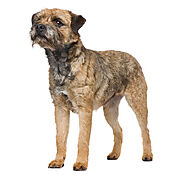 Border Terrier Puppies for Sale | Border Terrier Puppies for Sale