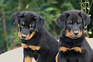 Beauceron Puppies For Sale