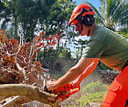 24/7 Emergency Tree Removal Service in Maui Provide by Island Tree Style