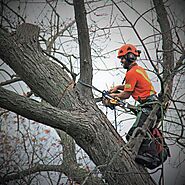 Need an Excellent Professional Tree Service Company?