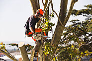 Choosing the Best Tree Care Service for You