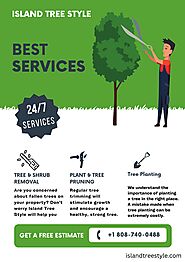 Maui Tree Trimming Arborist Services by Island Tree Style