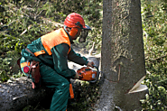 Find the Most Popular Maui tree Trimming Arborist Services | Island Tree Style