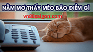 Bật mí nhanh cho bạn con số chính xác khi mơ thấy mèo tại VN88 Sài gòn