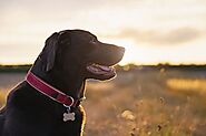 Buy Stylish Dog Collars for Your Pet Dog at The Dogs Lifestyle