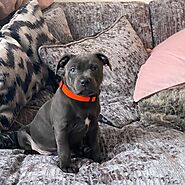 Pitbull Puppies for Sale in USA