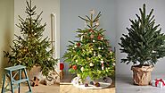 54 Decorated Potted Christmas tree ideas for an eco-friendly holiday - miss mv