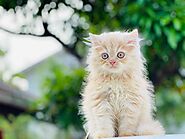 Persian Kittens for sale: Prices in Jaipur | Mr n Mrs Pet