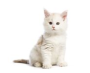 Persian Kittens for sale: Prices in Lucknow | Mr n Mrs Pet