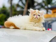 Persian Kittens for sale: Prices in Pune | Mr n Mrs Pet