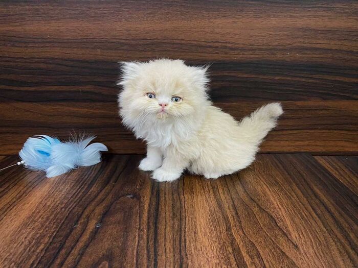Persian Cat price in your city A Listly List