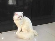 Persian Kittens for sale: Prices in Bangalore | Mr n Mrs Pet