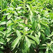 Stevia World puts stevia on the map as sugar replacer