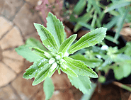 Buy Sweet Tulsi, சீனி துளசி, சக்கரை துளசி Online