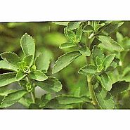 Dry Stevia Leaves at Rs 225/kg | Stevia Leaf in Vadodara | ID: 1635606088