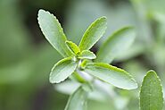 How to Use Dried Stevia Leaves as a Sweetener in Recipes | Livestrong.com