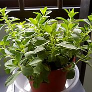 Buy Stevia Plant, Stevia rebaudiana - Plant online from Nurserylive at lowest price.